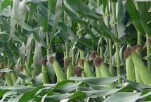 高科168玉米栽培技术要点，适宜播种期4月中旬到5月中旬