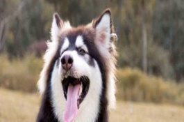 狗狗生理期能驱虫吗，每天要用温水清理一次