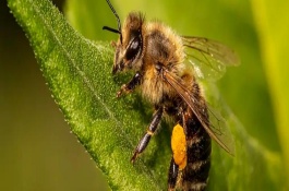 养蜂如何避免蜂王外逃，可能是温度不适或缺乏蜜源等