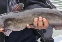 梭边鱼刺多吗，属于鲶形目、鮰科、真鮰属淡水鱼类