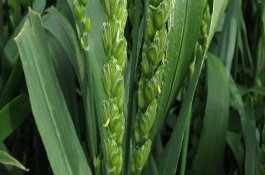 津强9号小麦栽培技术要点，春性品种