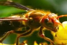 中国大虎头蜂蜇了怎么办，毒性极强