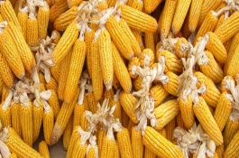 彩甜糯627玉米栽培技术要点，鲜食糯玉米品种