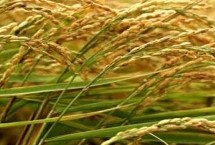 兴农丝占水稻栽培技术要点，全生育期148.1天