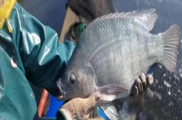 吉富罗非鱼的产地，原厂地为菲律宾