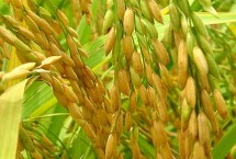 福兴优臻占水稻栽培技术要点，一般6月上旬～7月上旬播种