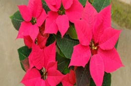 盆栽一品红春季管理方法，可以在早春进行