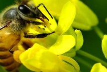 中蜂怎样合群才不会围王，对蜂群喷洒蜂蜜水后可直接混群