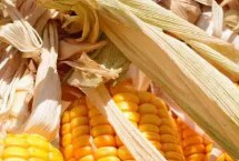 金产56玉米栽培技术要点，早熟品种