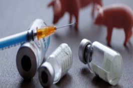 对猪注射氯前列醇钠要过多长时间才见效，怀孕113天时可进行肌注