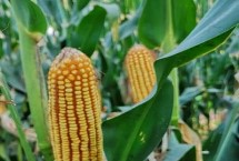 正大350玉米栽培技术要点，4月中旬播种