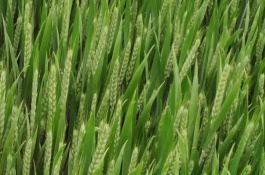 存麦8号小麦栽培技术要点，与对照品种周麦18熟期相当