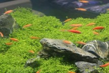 鱼缸怎样保持弱酸性水，可以给鱼缸充氧