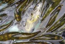 黄骨鱼的特点，有毒但毒性并不强