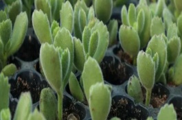 熊童子掉叶子的原因和解决方法，在春秋季节进行种植为佳