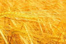 春晓158小麦栽培技术要点，每亩适宜基本苗16～18万