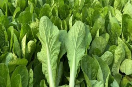 奶白菜怎么移栽，以条播较好