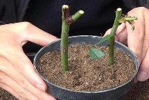 月季花的扦插时间，嫩枝扦插在每年的4-5月或9-10月