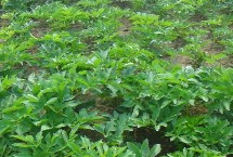 种植白芷的效益，亩收益可获利2000-4000元左右