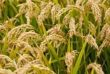 中籼138水稻栽培技术要点，全生育期129.6天