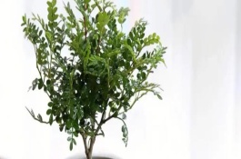 胡椒木放室内有没有毒，放在有一定光线的位置养护