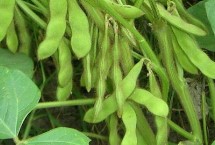 克豆59大豆栽培技术要点，中抗灰斑病