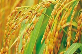 杂交水稻种如何辨别真伪，代表我国人民彻底摆脱了饥饿