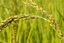 沪旱1516水稻栽培技术要点，秧田播种量每亩20.0千克