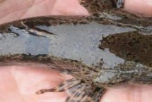 呆子鱼的价值，通常指沙塘鳢、也叫土才鱼