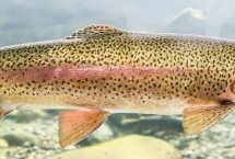 虹鳟鱼的刺多不多，肉质细嫩且鱼刺较少