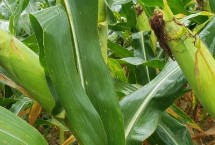 德力909玉米栽培技术要点，适宜播期6月上中旬