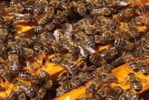 怎样安全合并蜂群，间接合并的成功率最高