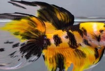 泰国斗鱼和小型鱼混养的注意事项，在饥饿状态下会吃掉小鱼