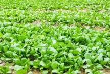 冬天青菜何时浇水施肥，需要选择颗粒饱满且无病虫害的种子