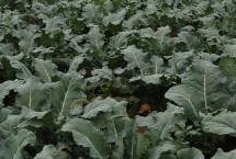 秋季种植西兰花的时间及方法，7月份育苗可在8月份定植