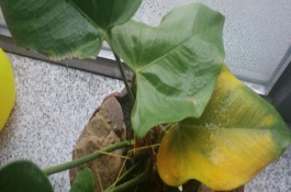 白掌叶子发黑如何处理，通常1-2年换盆土一次