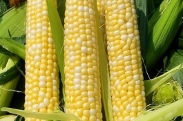 百玉1号玉米栽培技术要点，每亩密度4000株