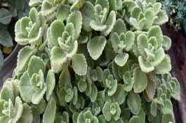 如何养才可以让碰碰香开花，适宜生长的温度在15-25℃左右