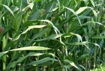 富强1号玉米栽培技术要点，属中杆中穗型品种