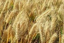 壮麦198小麦栽培技术要点，中后期注意防治小麦病虫害