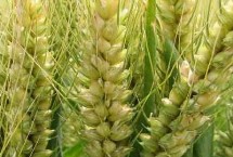 温麦801小麦栽培技术要点，适宜播种期10月上中旬