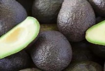 牛油果产地分布，喜光但不耐寒