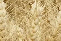 农作物出现药害的方式，一般会出现黄化、畸形、枯萎等情况