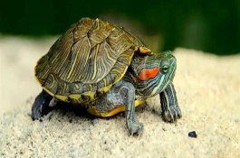 乌龟从冬眠中苏醒后怎么办，检查身体后再清洗并放入水中