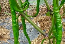 辣椒原产地，不同品种的产地不一