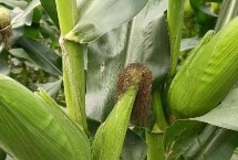 登海1966玉米栽培技术要点，中抗茎腐病