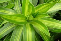 百合竹叶子冻焉怎么办，可能是环境改变或浇水不合理等