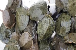 甲鱼养殖品种有哪些，价格受产地、规格等影响