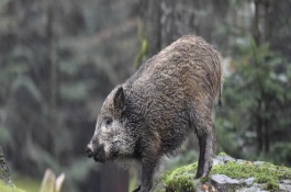 野猪在山上怎么生活，主路会有它的脚印