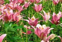 百合花介绍，春季可在苗圃中播种